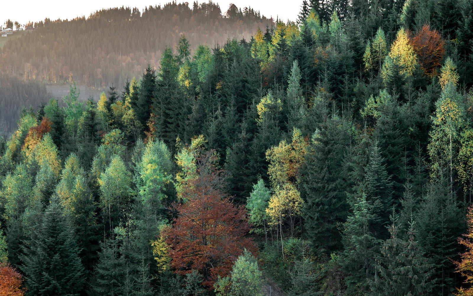 Nature-Based vs Engineered Carbon Removals: What Is the Difference?