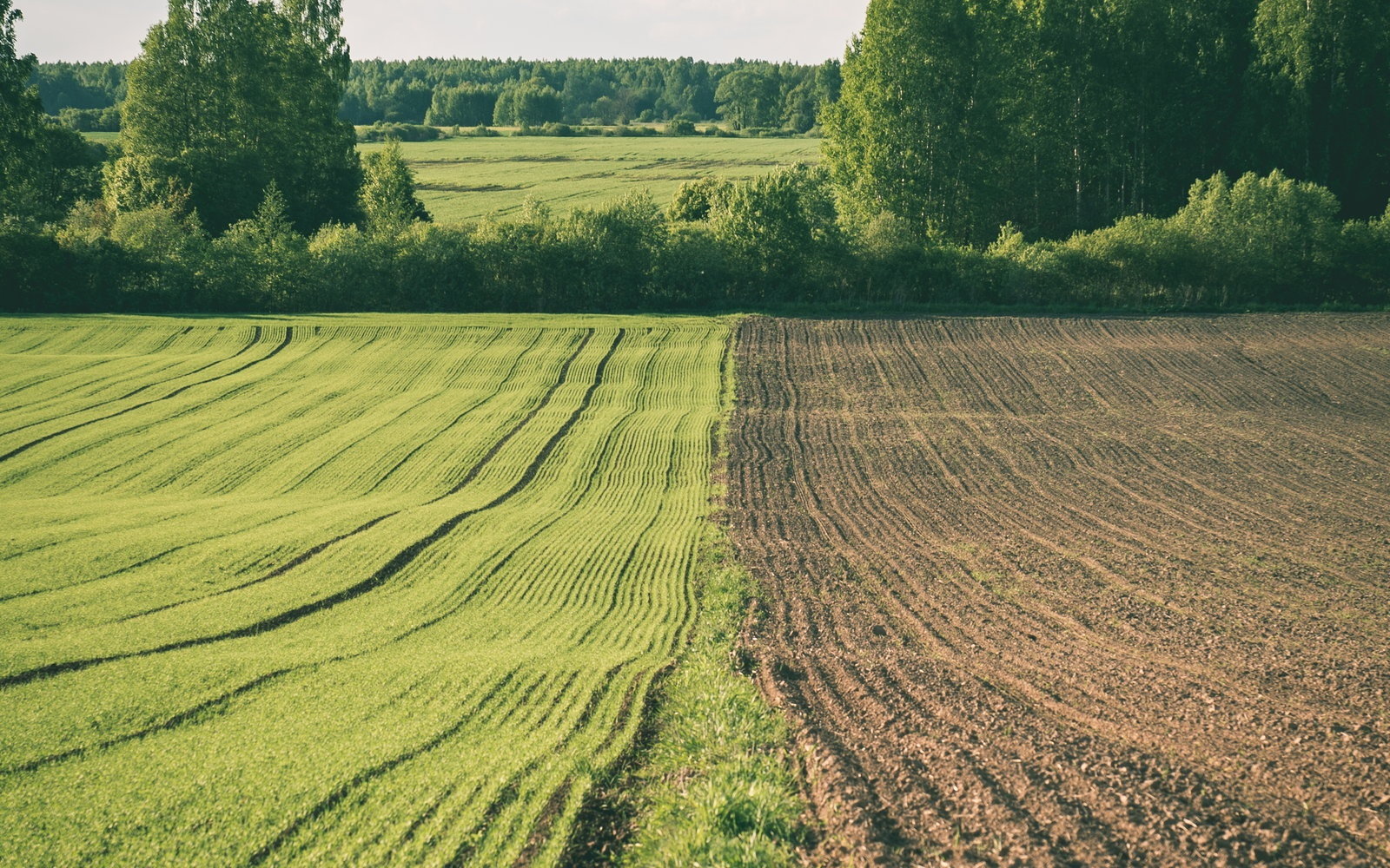 What Is Regenerative Agriculture? Carbon, Soil and Project Integrity