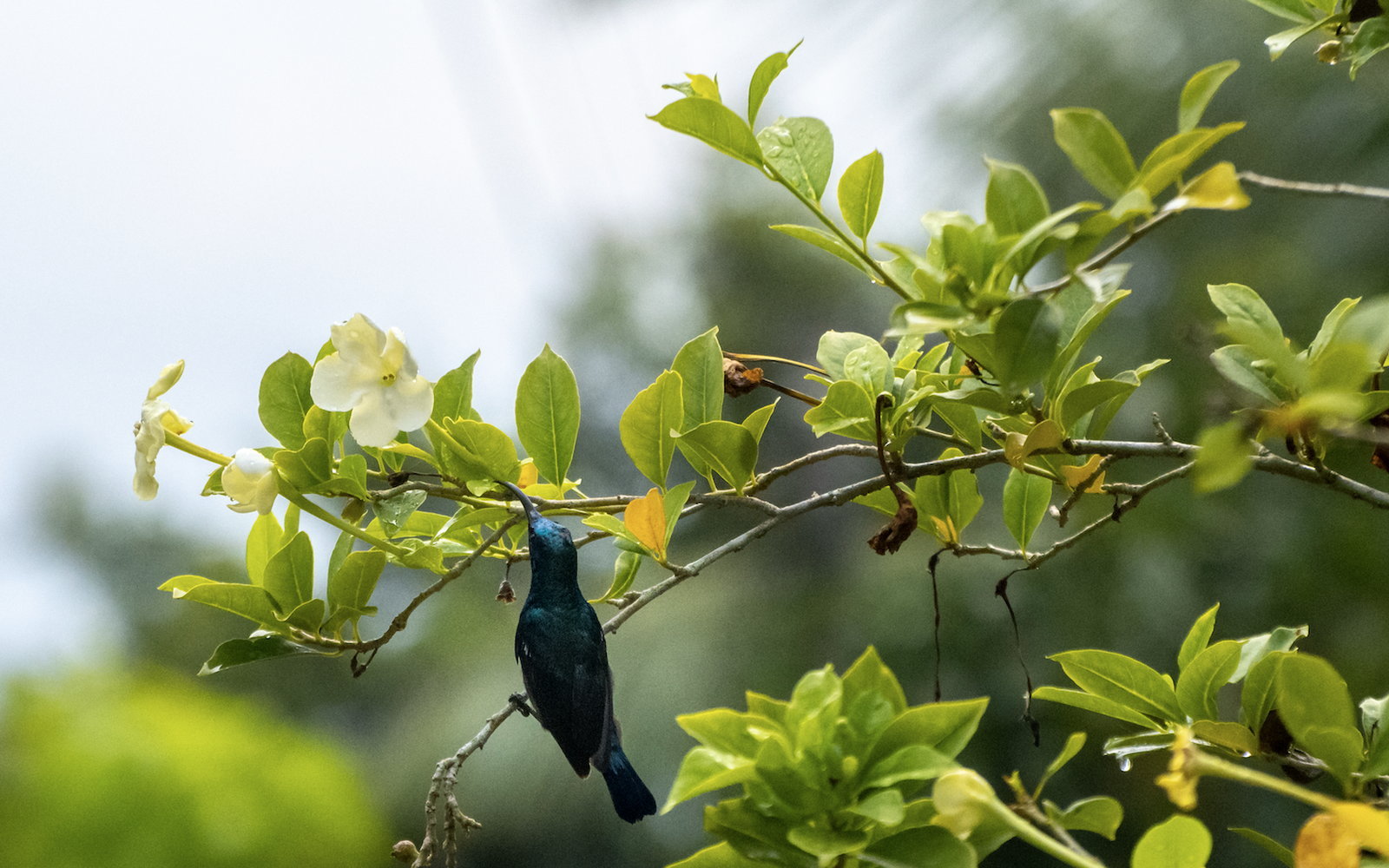 What Are the CCB Standards? A Guide to Community and Biodiversity Certification