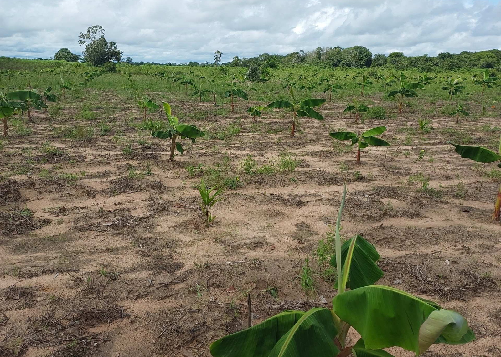 Cocoa agroforestry landscape in Para, Brazil