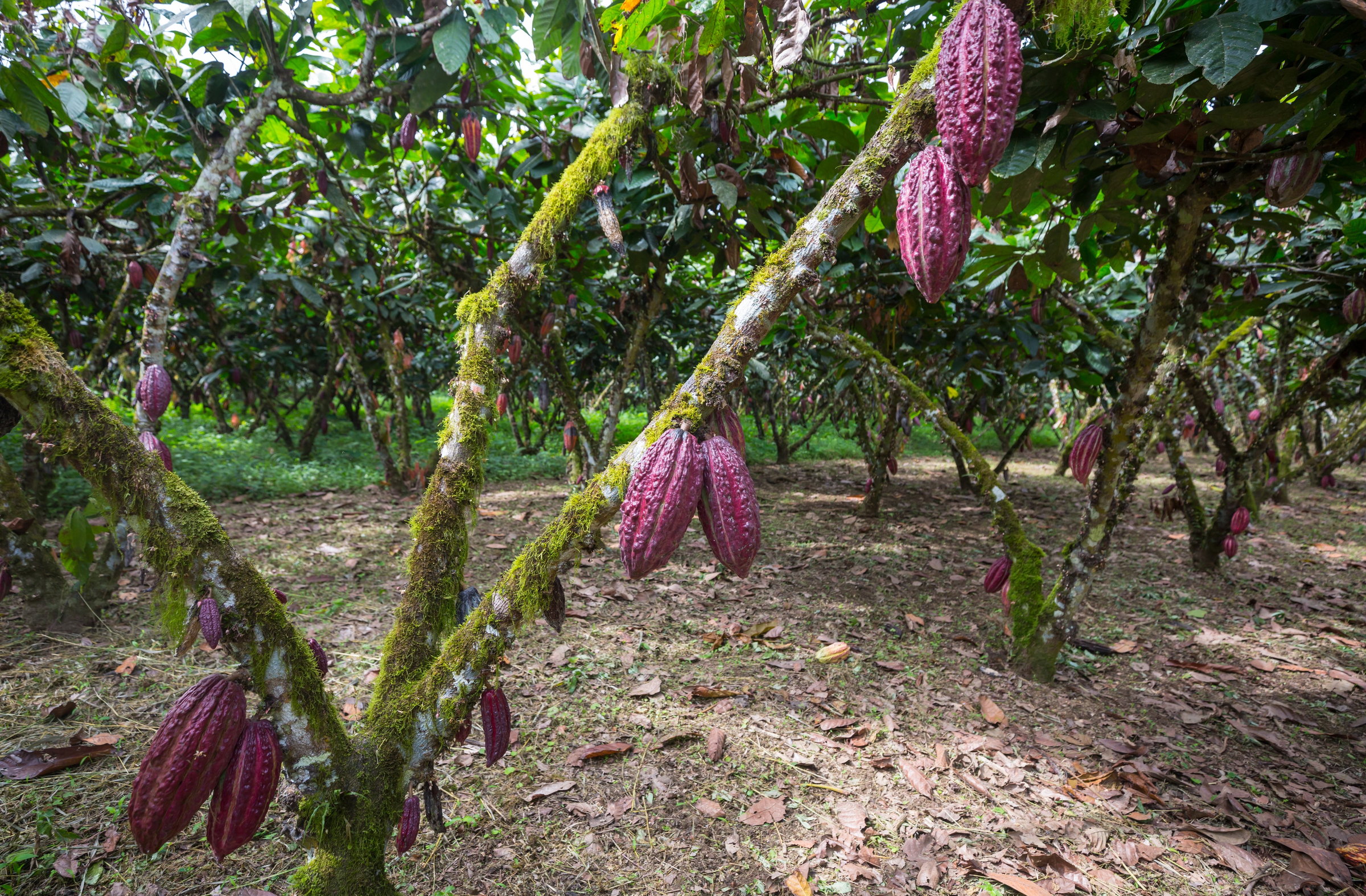 Cocoa Native Agroforestry converts degraded pasture in Para, Brazil into cocoa, acai and native-species agroforestry designed for traceable Scope 3 land-sector removals.