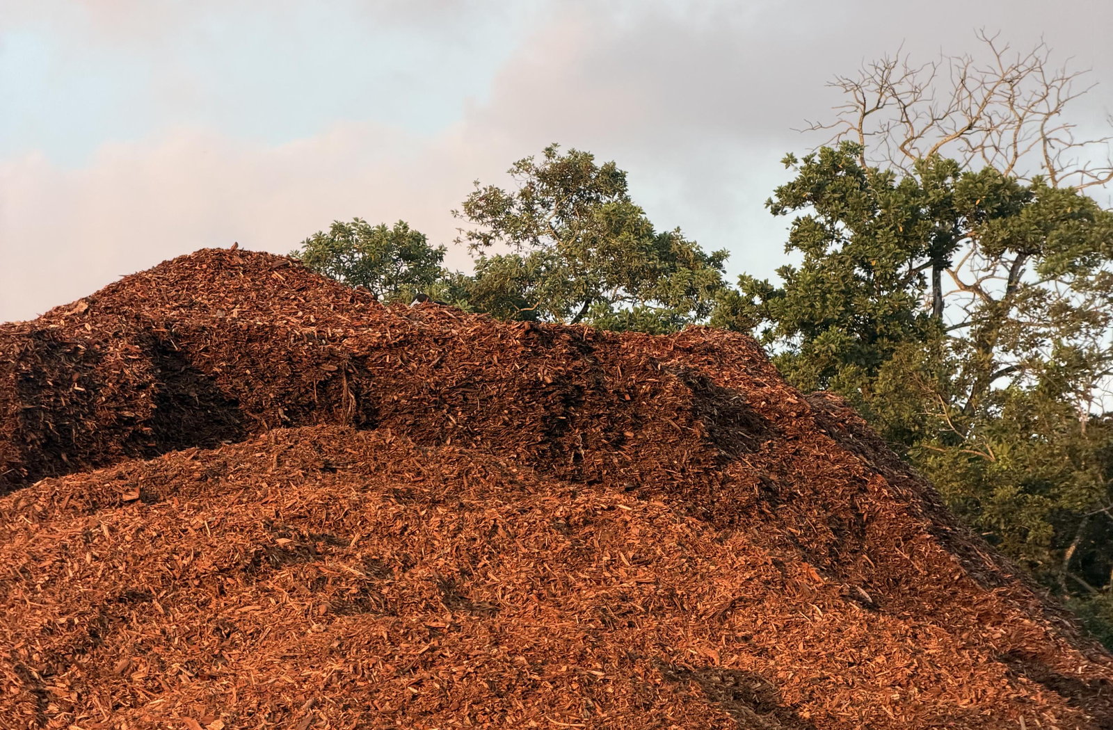Dark Earth is Singapore's first urban biochar carbon removal project, converting local organic waste into durable carbon storage under the Puro.earth Biochar Methodology.
