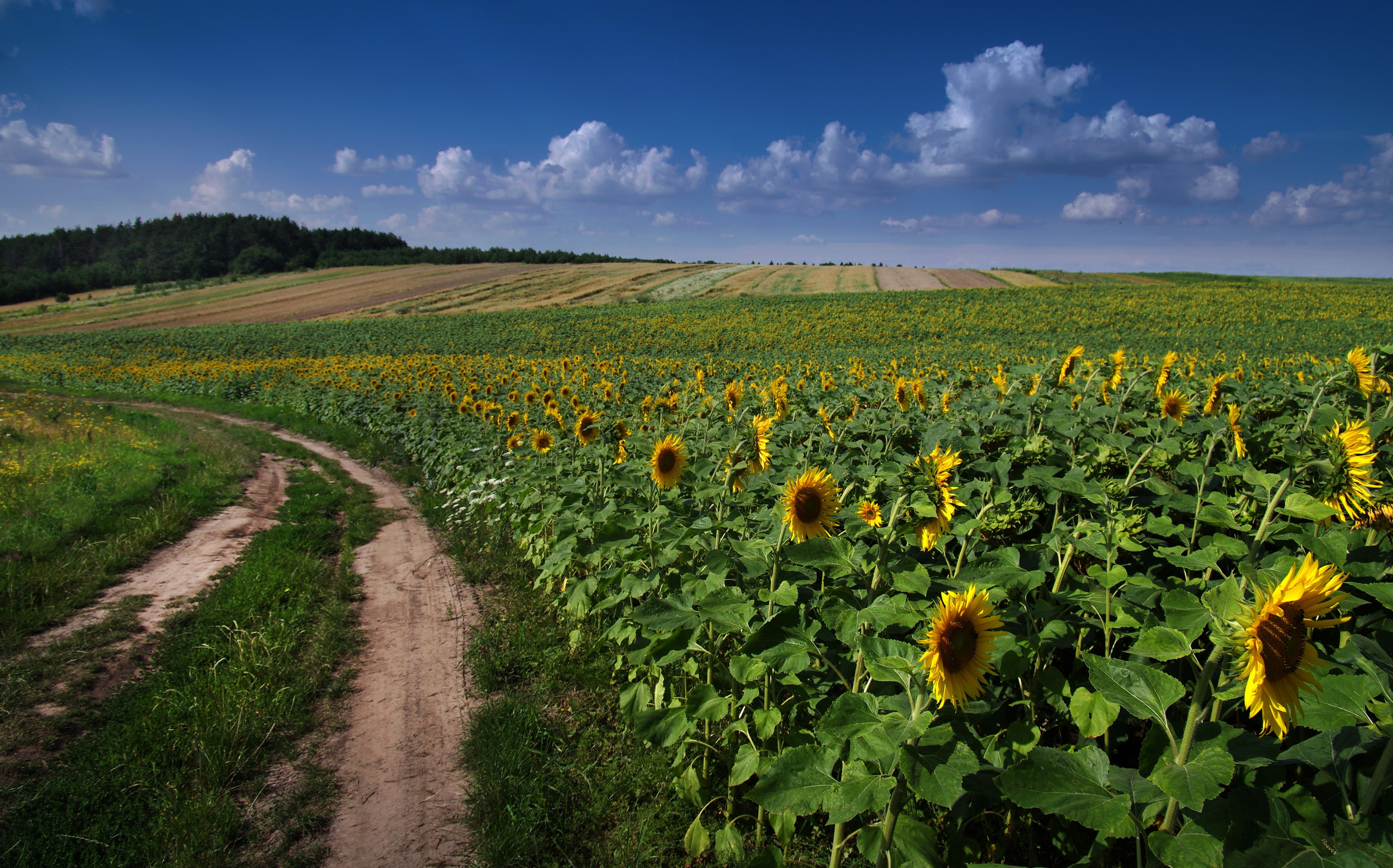 Seeds of Recovery is a Verra VM0042 regenerative agriculture and soil carbon programme in Ukraine, built to scale from a 12,407 hectare pilot toward national deployment.